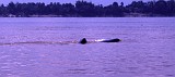 One of the last Irrawaddy dolphins in the Mekong